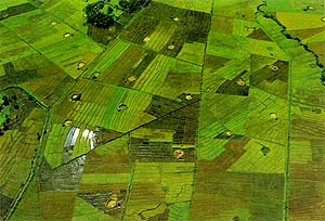 A typical rice field