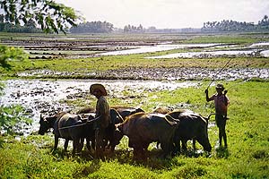 Ploughing for Transplanting