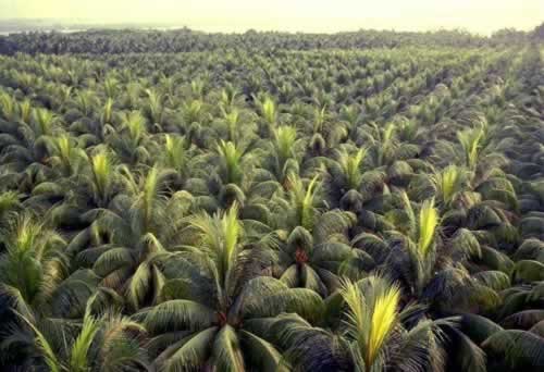 Coconut Plantation